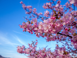 【静岡県伊豆の国市】満開の桜【城山桜】