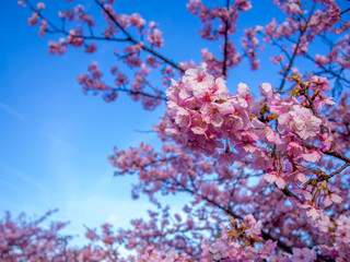 【静岡県伊豆の国市】満開の桜【城山桜】