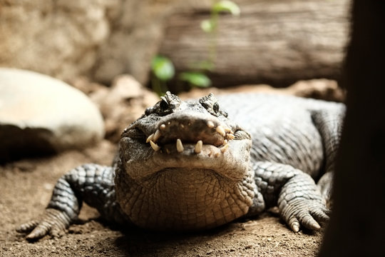 Crocodile looking to camera