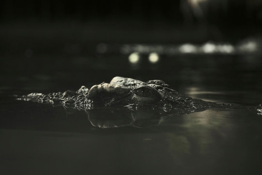 Crocodile eyes in the dark