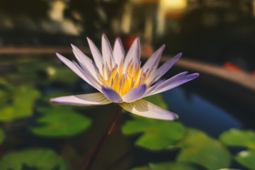 Purple lotus blossomed