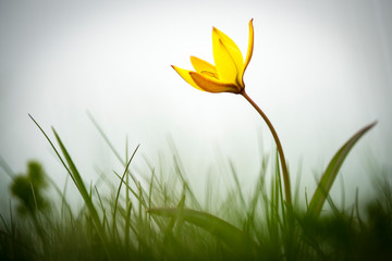 tulipa silvestris