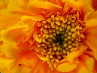 Summer flower Beautiful delicate chrysanthemum flower close up