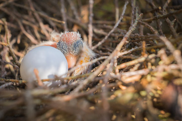 Egg and newborn babies hatch in the nest