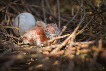 Naklejka na ściany i meble Egg and newborn babies hatch in the nest
