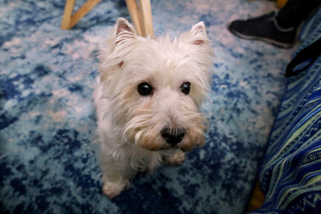 Dog photo shoot at home. Pet portrait of West Highland White Terrier dog enjoying and resting on floor and blue carpet at house. Colin Westie Terrier a very good looking dog posing in front of camera.