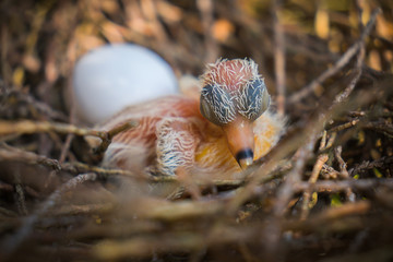 Egg and newborn babies hatch in the nest