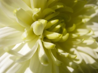 Summer flower Beautiful delicate chrysanthemum flower close up