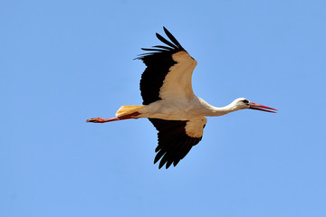  image of a stork in flight