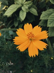 Yellow flower blossoming in the garden 