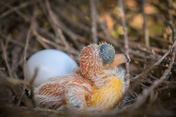 Egg and newborn babies hatch in the nest