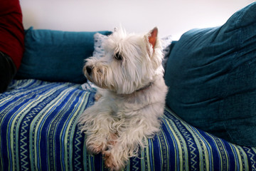 Dog photo shoot at home. Pet portrait of West Highland White Terrier dog lying and sitting on bed and blue blanket couch at house. Colin Westie Terrier very good looking dog posing in front of camera.