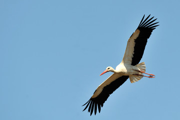  image of a stork in flight