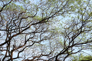 Branches of rain tree