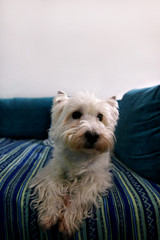 Dog photo shoot at home. Pet portrait of West Highland White Terrier dog lying and sitting on bed and blue blanket couch at house. Colin Westie Terrier very good looking dog posing in front of camera.