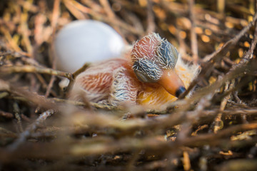 Egg and newborn babies hatch in the nest