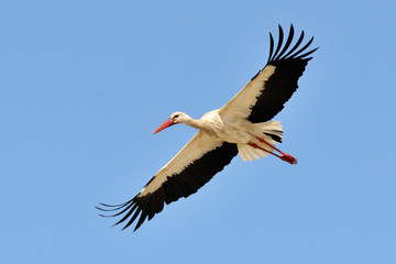  image of a stork in flight