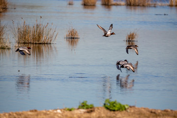 Common pochard take off in Llobregat Delta, Catalonia, Spain