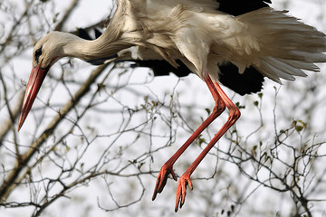  image of a stork in flight