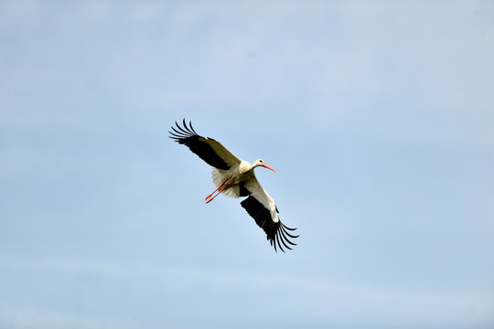  image of a stork in flight