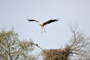  image of a stork in flight