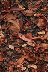 Dried leaves on floor