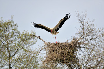  image of a stork on a nest