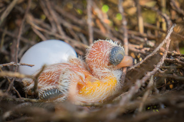 Egg and newborn babies hatch in the nest