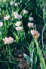 Many white with pink tulips grow in the ground in the garden, on a bed. Spring garden. Holiday