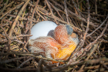 Egg and newborn babies hatch in the nest