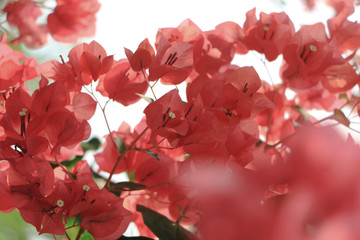 Blooming bougainvillea flower