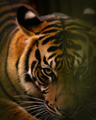 Sumatran Tiger in close up