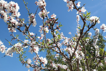 Fiori di mandorlo