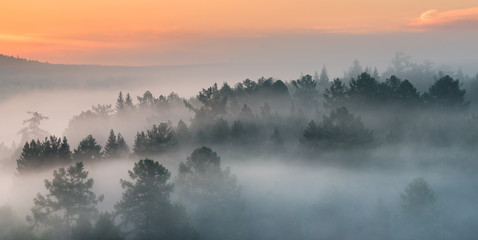 panorama of an attractive foggy morning in the forest. view from height
