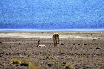 Vicuna by the lake