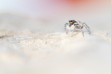 macro