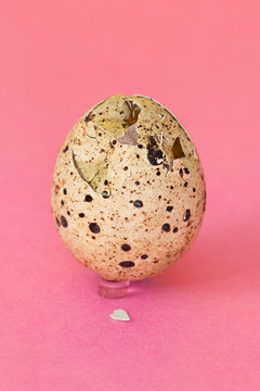 Speckled Egg
