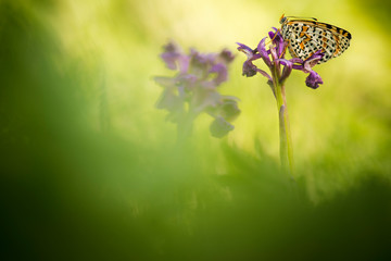 rondine melitearossiccia