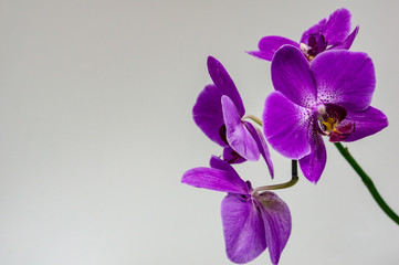 Beautiful branch of bright purple Phalaenopsis orchid flower, known as the Moth Orchid or Phal, on light gray background in right. Selective focus on foreground, place for your text in left.