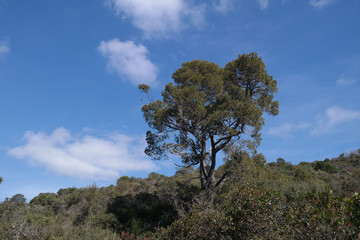 Obraz premium Albero