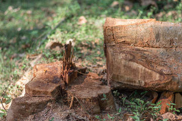Fototapeta premium cutting down trees in the wild leading to reducing oxygen level and ecology environmental agriculture