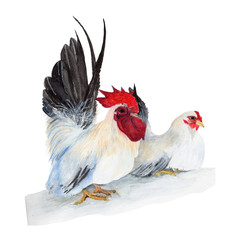 Chicken Watercolor painting isolated. Watercolor hand painted Chicken illustrations.Chicken isolated on white background