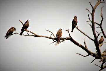 kites on tree