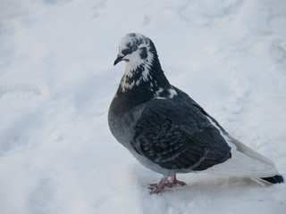 Dove on the snow