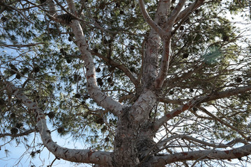 Albero