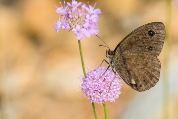 macro