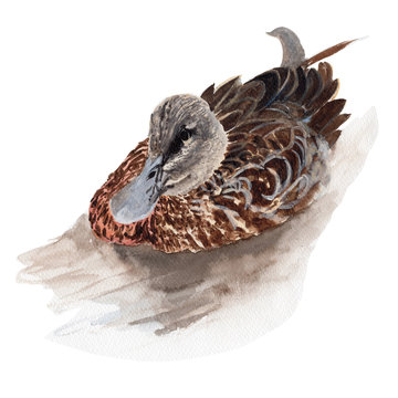  Duck watercolor isolated . Duck on white background. Watercolor hand painted illustration of Duck.