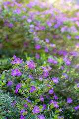 Sunlit textured background with purple heather flowers and green foliage in the garden ~SUNLIT GARDEN~