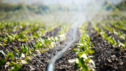 The green shoots of the seedlings emerge from the soil. Water sprinkler system in the morning sun...