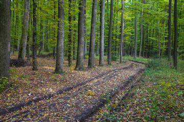 Road going through the forest